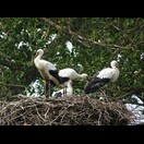 Die hiesigen Verwandten der Klaffschäbel.